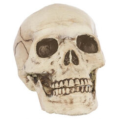 Plastic Skull Head Prop (15cm)